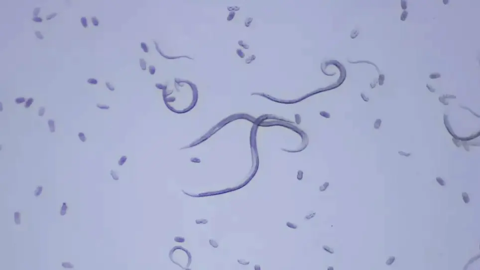 Application of RNA Interference in the Pinewood Nematode, <em>Bursaphelenchus xylophilus</em>