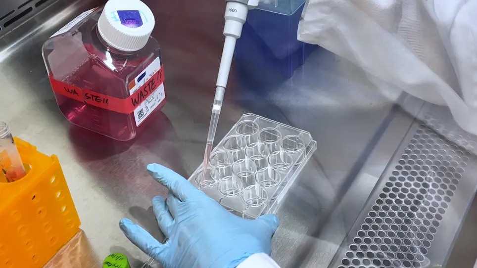Primary Cell Cultures to Study the Regeneration Potential of Murine Müller Glia after MicroRNA Treatment