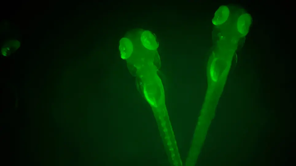Nitroreductase/Metronidazole-Mediated Ablation and a MATLAB Platform (RpEGEN) for Studying Regeneration of the Zebrafish Retinal Pigment Epithelium