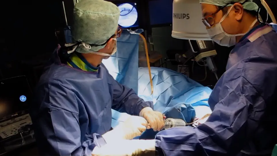 Transcatheter Pulmonary Valve Replacement from Autologous Pericardium with a Self-Expandable Nitinol Stent in an Adult Sheep Model