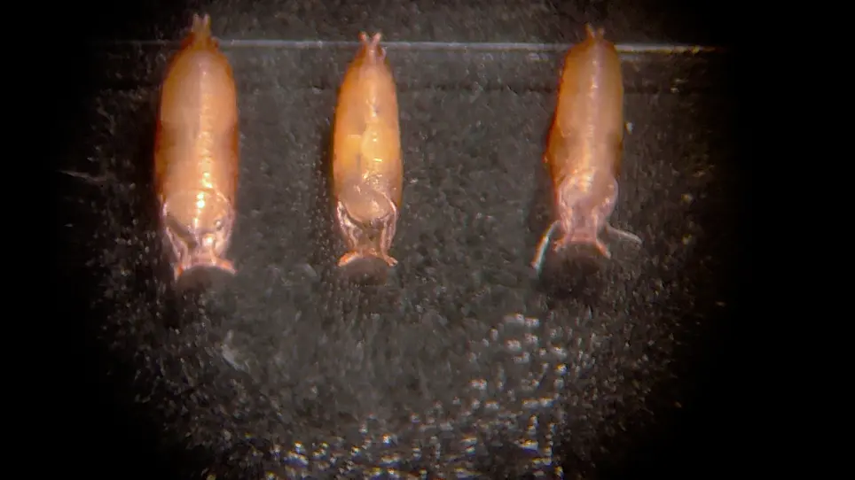Dissecting, Fixing, and Visualizing the <em>Drosophila</em> Pupal Notum