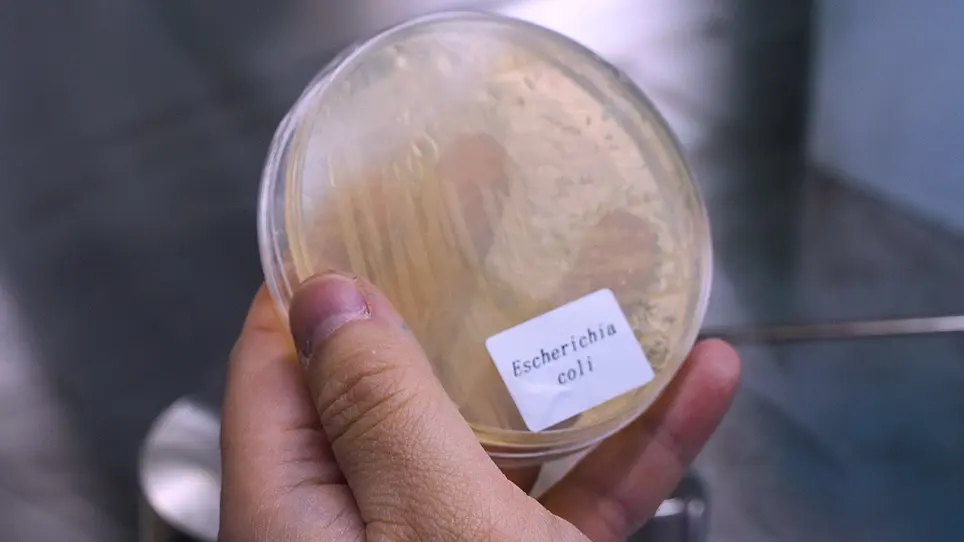 Visualizing Bacterial Motility Based on a Color Reaction