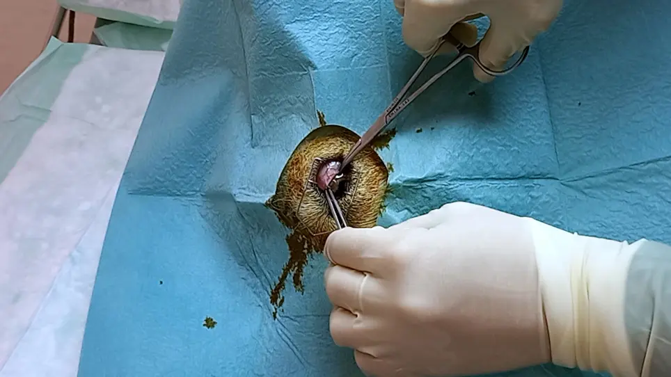 Intravitreal Injections in the Ovine Eye