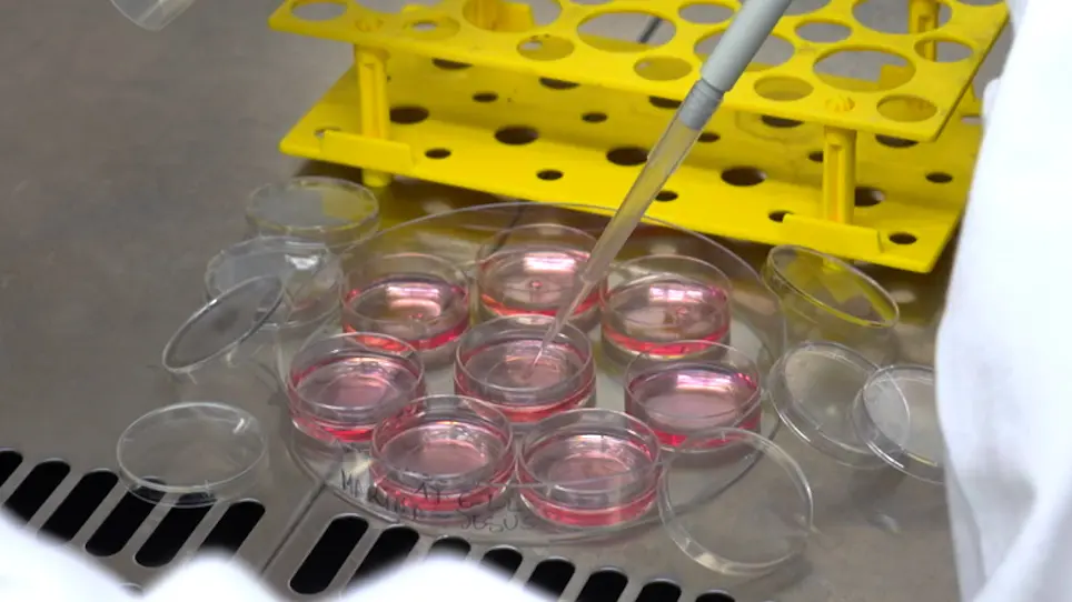 Hippocampal Neuronal Cultures to Detect and Study New Pathogenic Antibodies Involved in Autoimmune Encephalitis