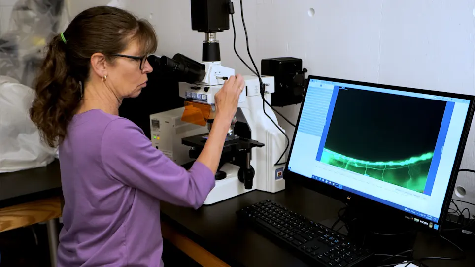 Examining the Effect of Pesticides on <em>Caenorhabditis elegans</em> Neurons