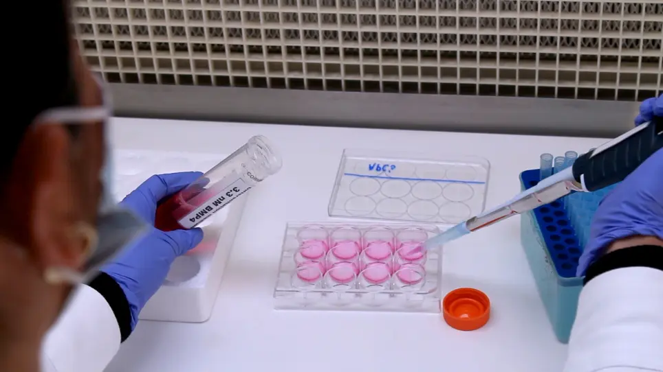 Differentiated Mouse Adipocytes in Primary Culture: A Model of Insulin Resistance