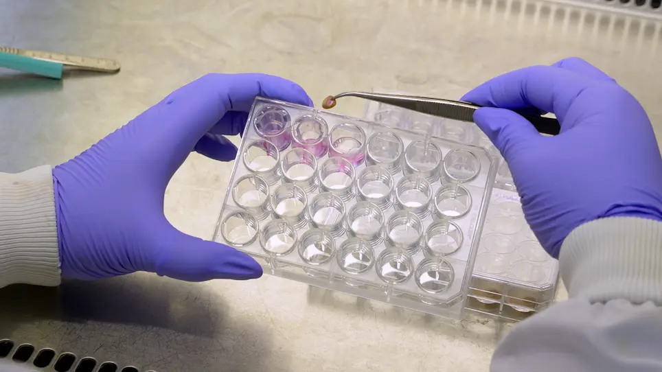 A Novel High-Throughput <em>Ex Vivo</em> Ovine Skin Wound Model for Testing Emerging Antibiotics