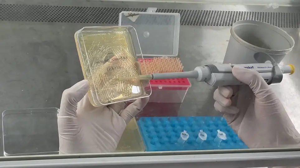 Field-Deployable <em>Candidatus</em> Liberibacter asiaticus Detection Using Recombinase Polymerase Amplification Combined with CRISPR-Cas12a