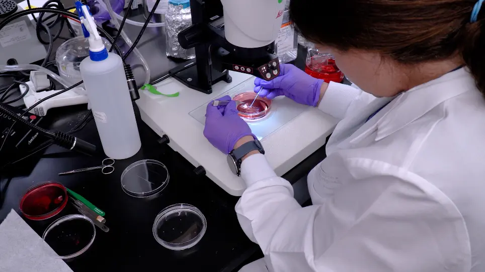 Fixation of Embryonic Mouse Tissue for Cytoneme Analysis