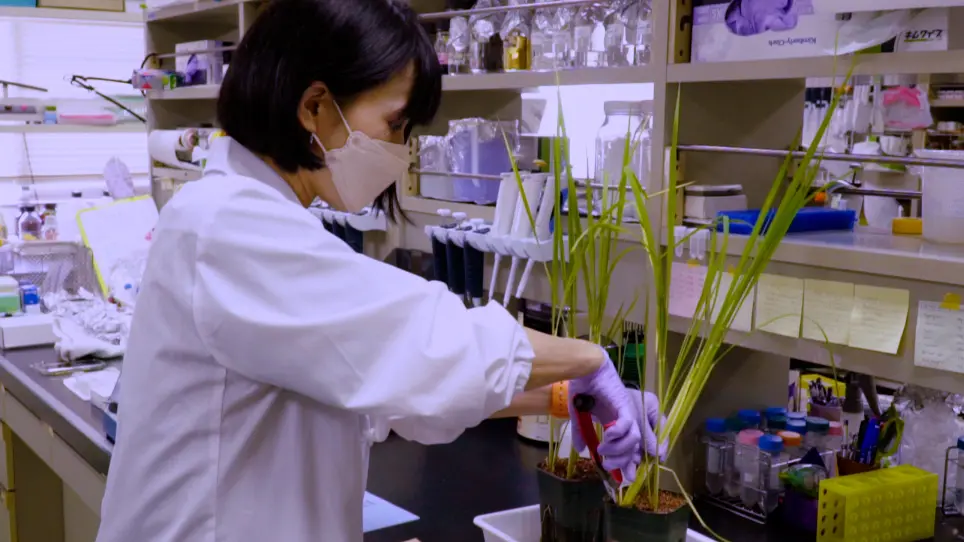 Deep Fluorescence Observation in Rice Shoots <em>via</em> Clearing Technology