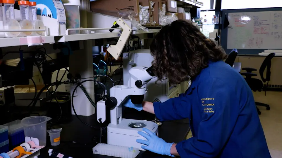 <em>C. elegans</em> Gonad Dissection and Freeze Crack for Immunofluorescence and DAPI Staining