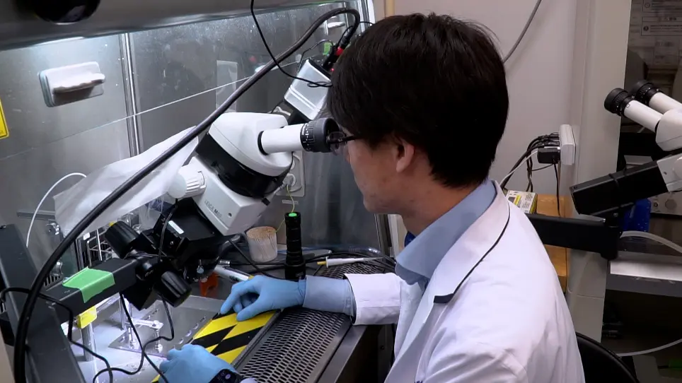 Evaluation and Manipulation of Neural Activity Using Two-Photon Holographic Microscopy