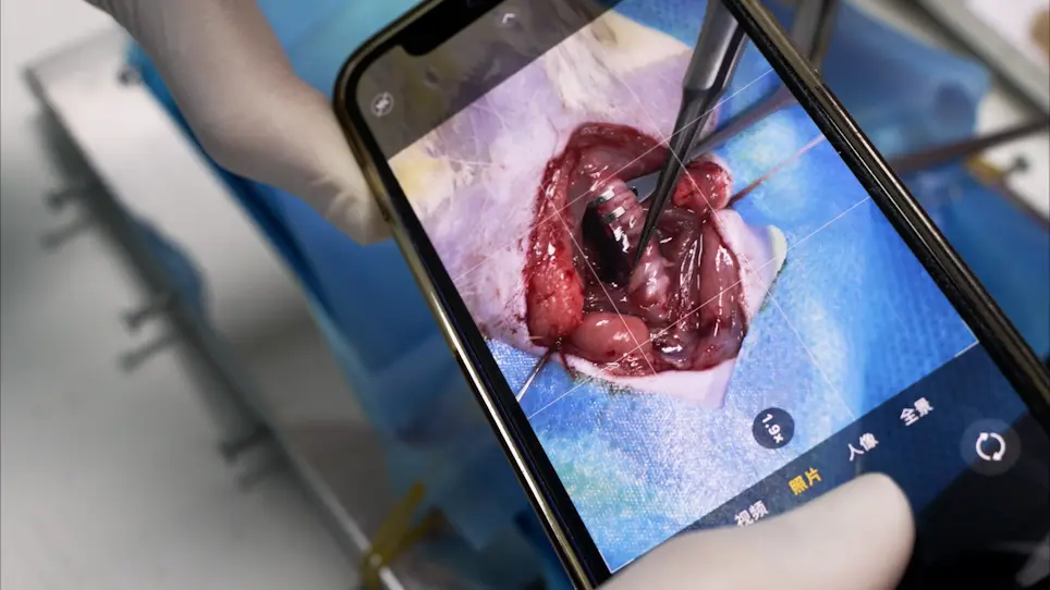 Establishment of a Simple and Effective Rat Model for Intraoperative Parathyroid Gland Imaging