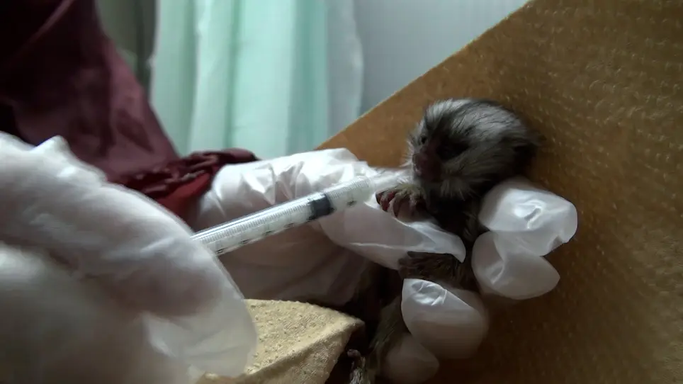 A Common Marmoset Model of Mother-Infant Intervention for Breastfeeding Disorders in the Presence of Paternal Inhibition and Maternal Neglect