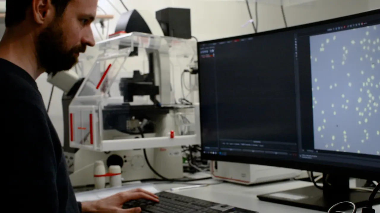 Mapping Absolute DNA Density in Cell Nuclei using Single-molecule Localization Microscopy