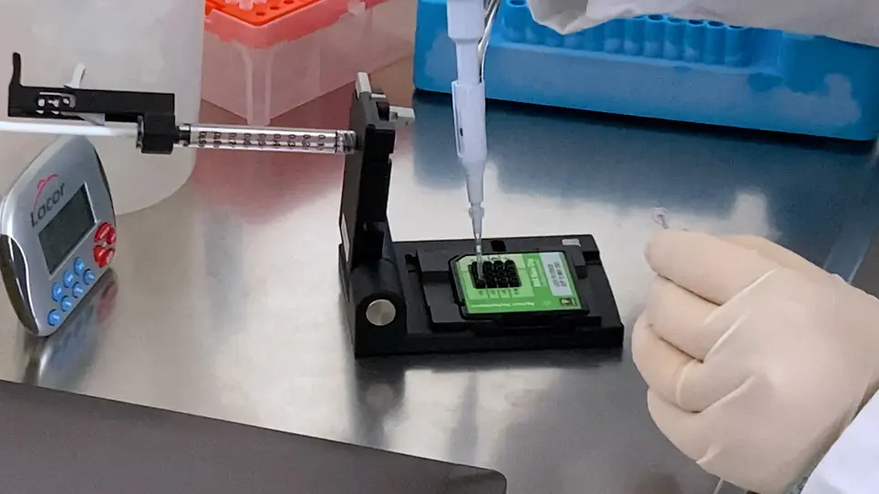 Polysome Purification from Soybean Symbiotic Nodules
