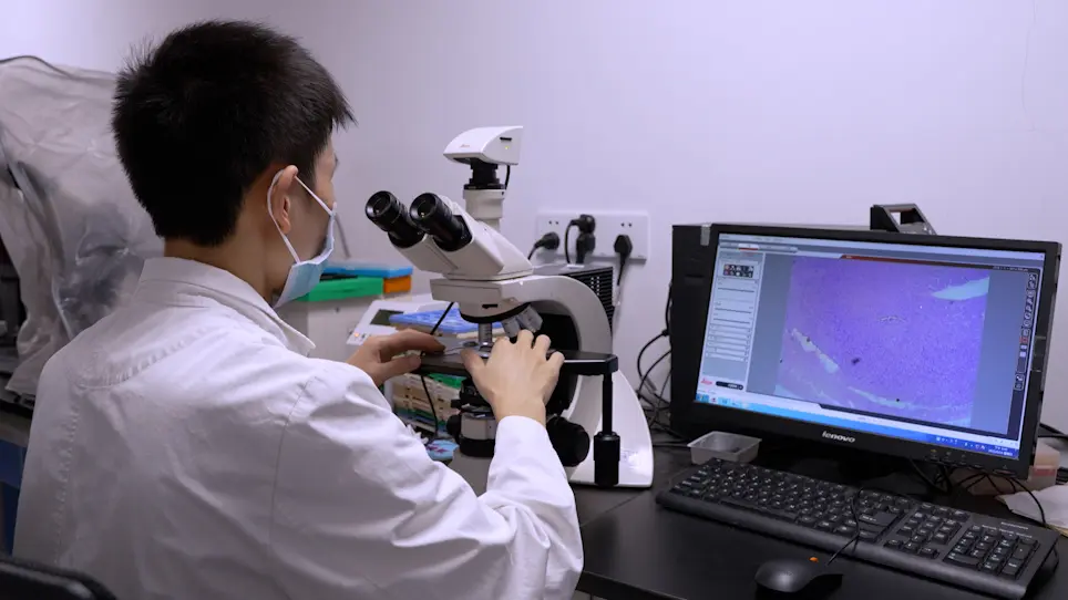 Generation of a Mouse Artificial Decidualization Model with Ovariectomy for Endometrial Decidualization Research