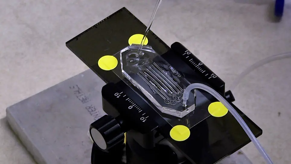 Mechanostimulation of Multicellular Organisms Through a High-Throughput Microfluidic Compression System