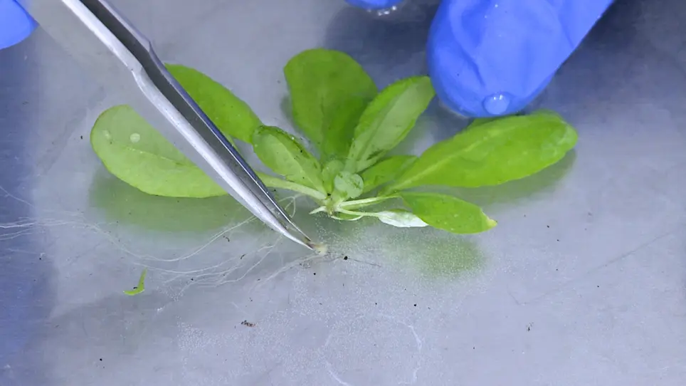 Combining Clearing and Fluorescence Microscopy for Visualising Changes in Gene Expression and Physiological Responses to <em>Plasmodiophora brassicae</em>