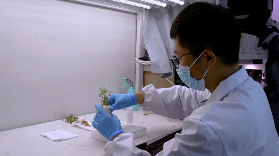 Collection of Alfalfa Root Exudates to Study the Impact of Di(2-ethylhexyl) Phthalate on Metabolite Production