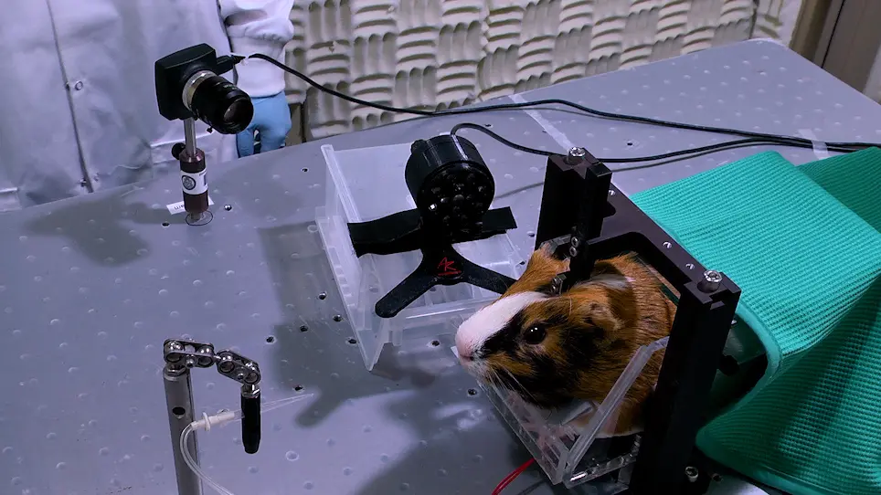 Pupillometry to Assess Auditory Sensation in Guinea Pigs