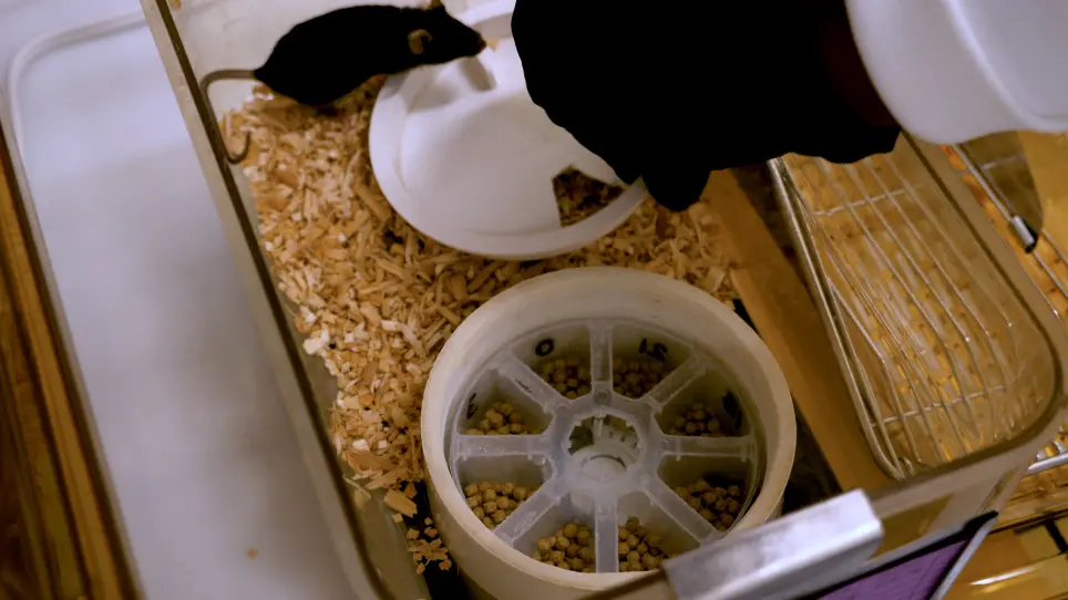 Manipulation of Rhythmic Food Intake in Mice Using a Custom-Made Feeding System