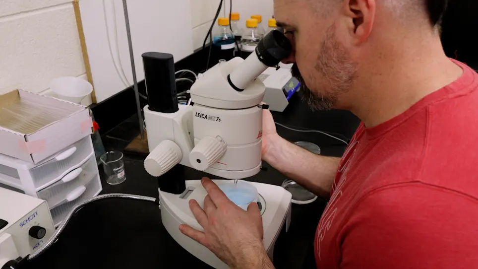 The Zebrafish Tol2 System: A Modular and Flexible Gateway-Based Transgenesis Approach