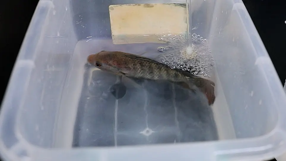 Single-Cell Suspension Preparation from Nile Tilapia Intestine for Single-Cell Sequencing