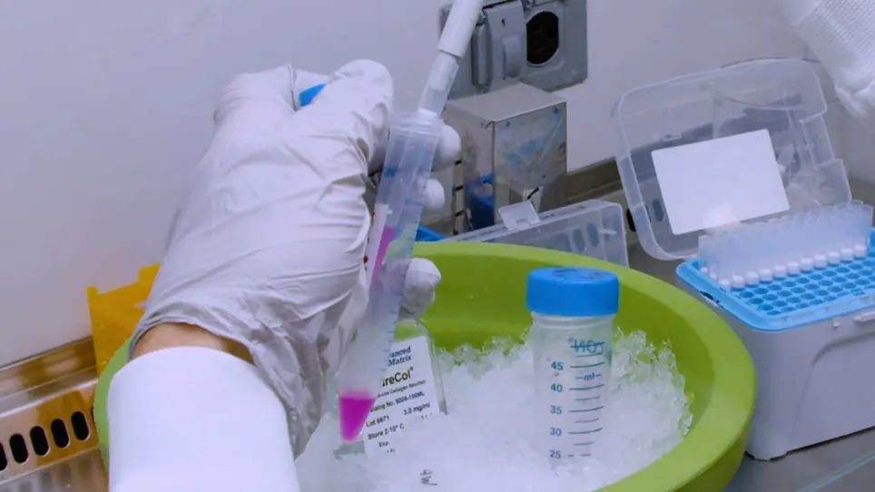 Generation of Human Blood Vessel Organoids from Pluripotent Stem Cells