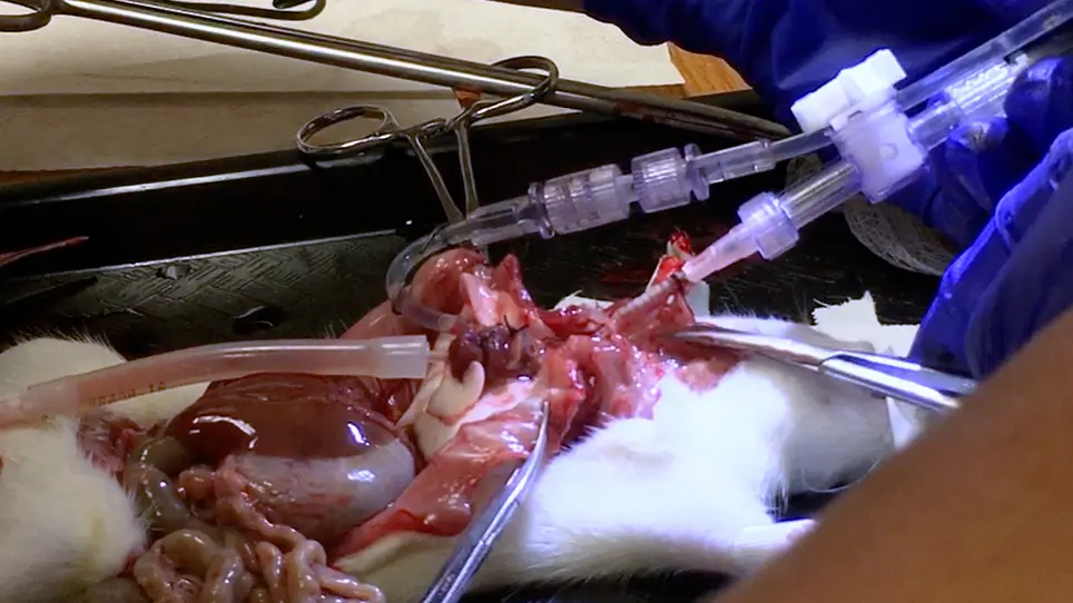 Design and Implementation of a Rat <em>Ex Vivo</em> Lung Perfusion Model