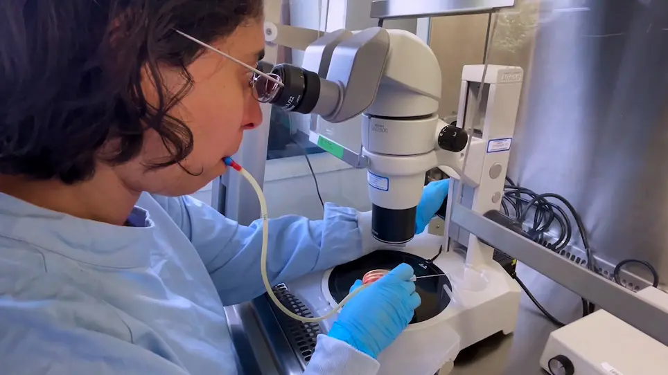 Gene Expression Analyses in Human Follicles