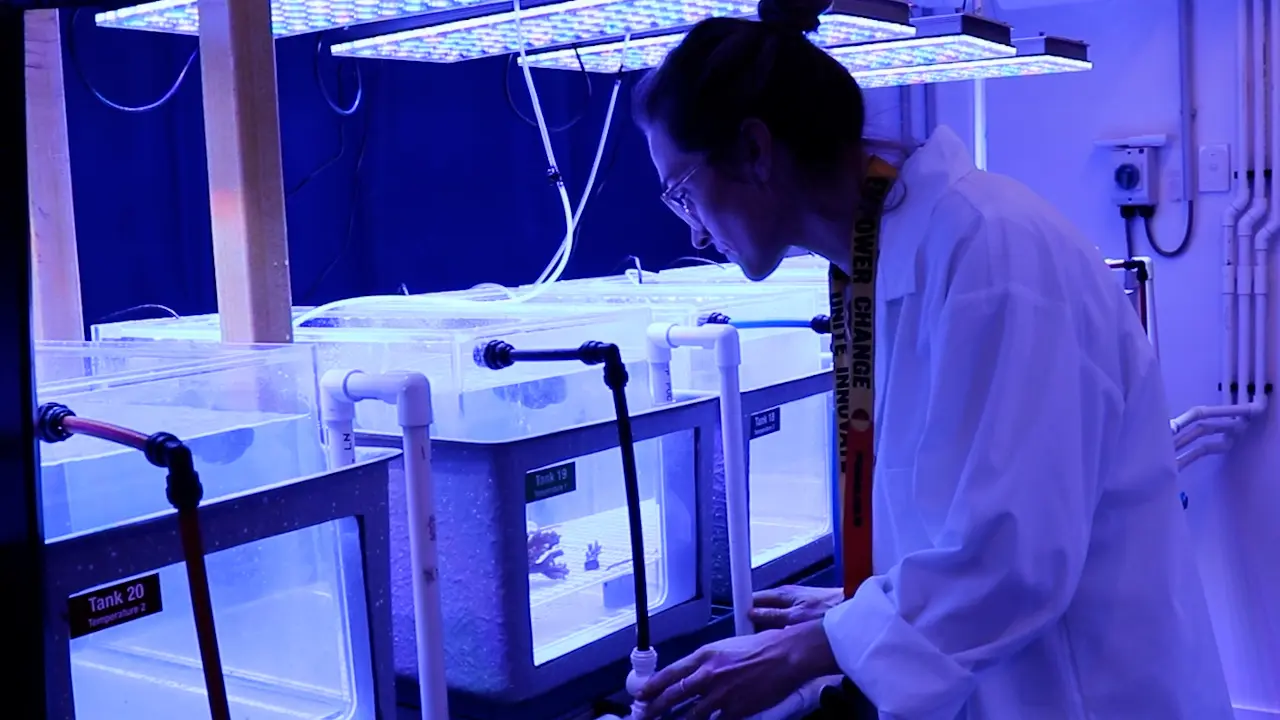 Physiological Characterization of the Coral Holobiont Using a New Micro-Respirometry Tool