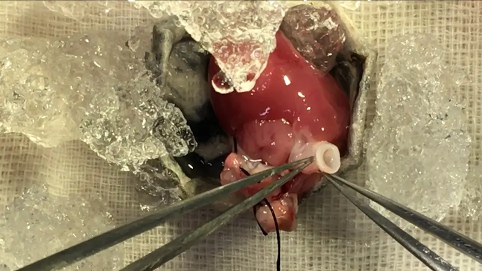Modified Heterotopic Abdominal Heart Transplantation and a Novel Aortic Regurgitation Model in Rats