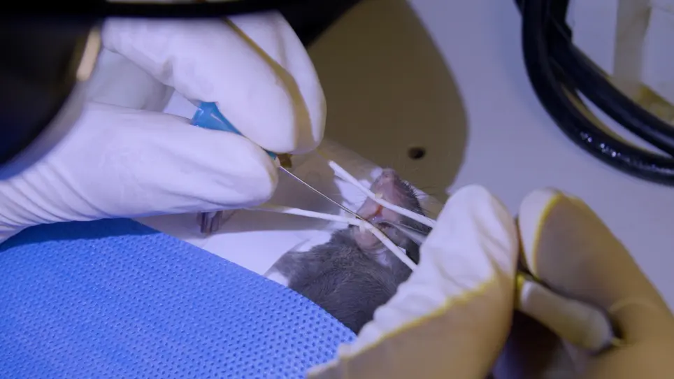 The Establishment of a Murine Mandibular Molar Extraction Socket Healing Model
