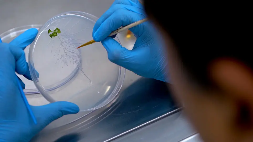 A Simple Protocol for Mapping the Plant Root System Architecture Traits