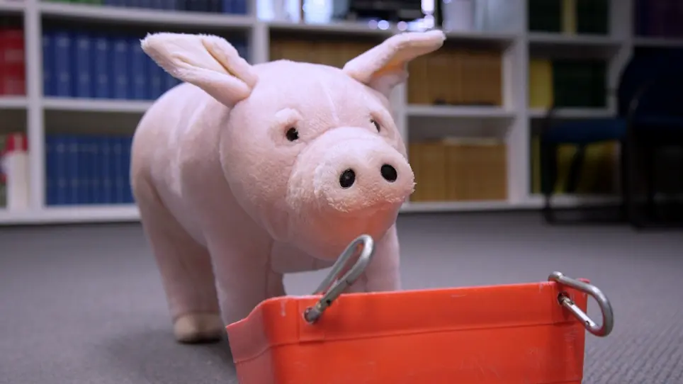 Echocardiography Recording in Awake Miniature Pigs