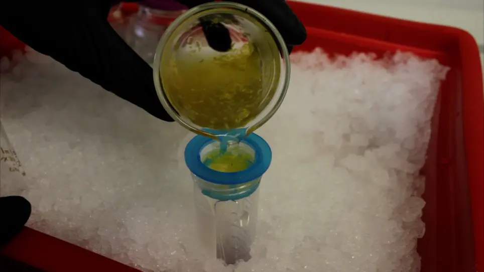 Scalable Transfection of Maize Mesophyll Protoplasts