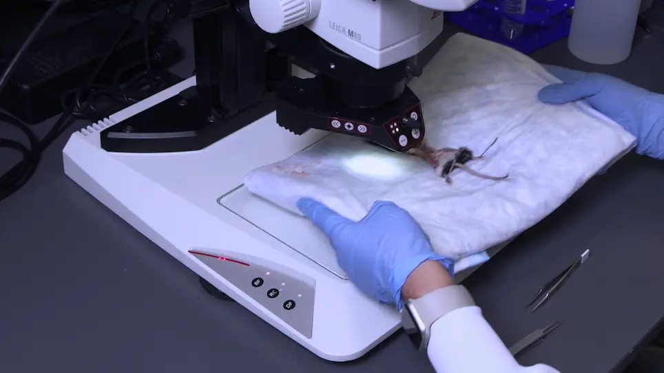 Isolation and Characterization of the Murine Uterosacral Ligaments and Pelvic Floor Organs