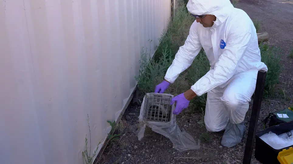 A Trap-Vaccinate-Release Protocol for Immunization of Skunks and Additional Rabies Vectors Against Rabies