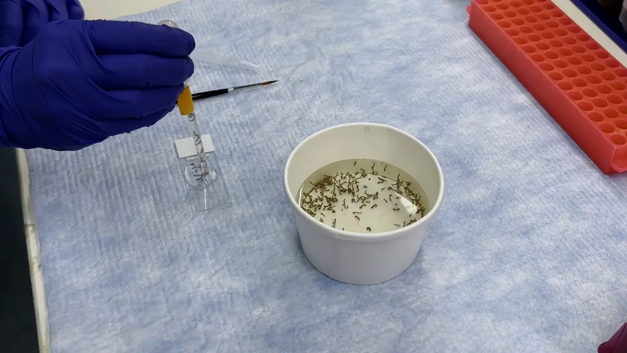 Quantifying Fitness Costs in Transgenic <em>Aedes aegypti</em> Mosquitoes