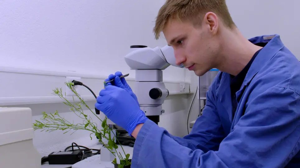 Live Imaging of <em>Arabidopsis</em> Pollen Tube Reception and Double Fertilization Using the Semi-<em>In Vitro Cum Septum</em> Method