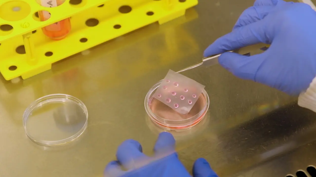 Targeted Microinjection and Electroporation of Primate Cerebral Organoids for Genetic Modification