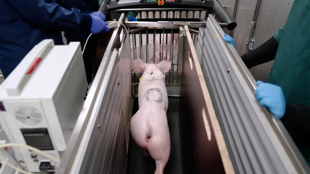 Exercise Test for Evaluation of the Functional Efficacy of the Pig Cardiovascular System