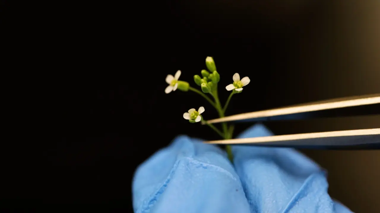 Image-Based Methods to Study Membrane Trafficking Events in Stomatal Lineage Cells