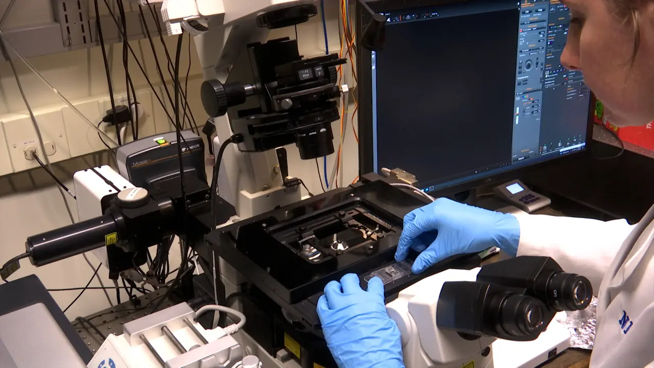 Use of the MicroSiM (µSiM) Barrier Tissue Platform for Modeling the Blood-Brain Barrier
