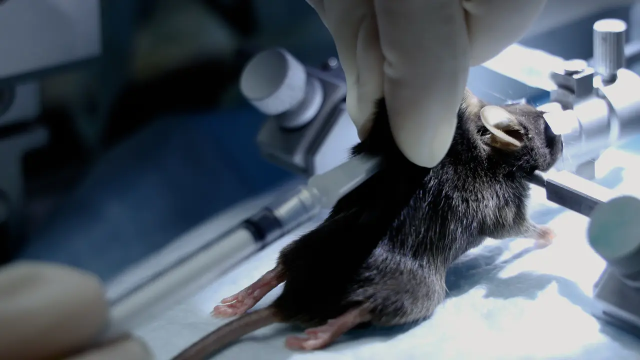 Quantification of Visual Feature Selectivity of the Optokinetic Reflex in Mice