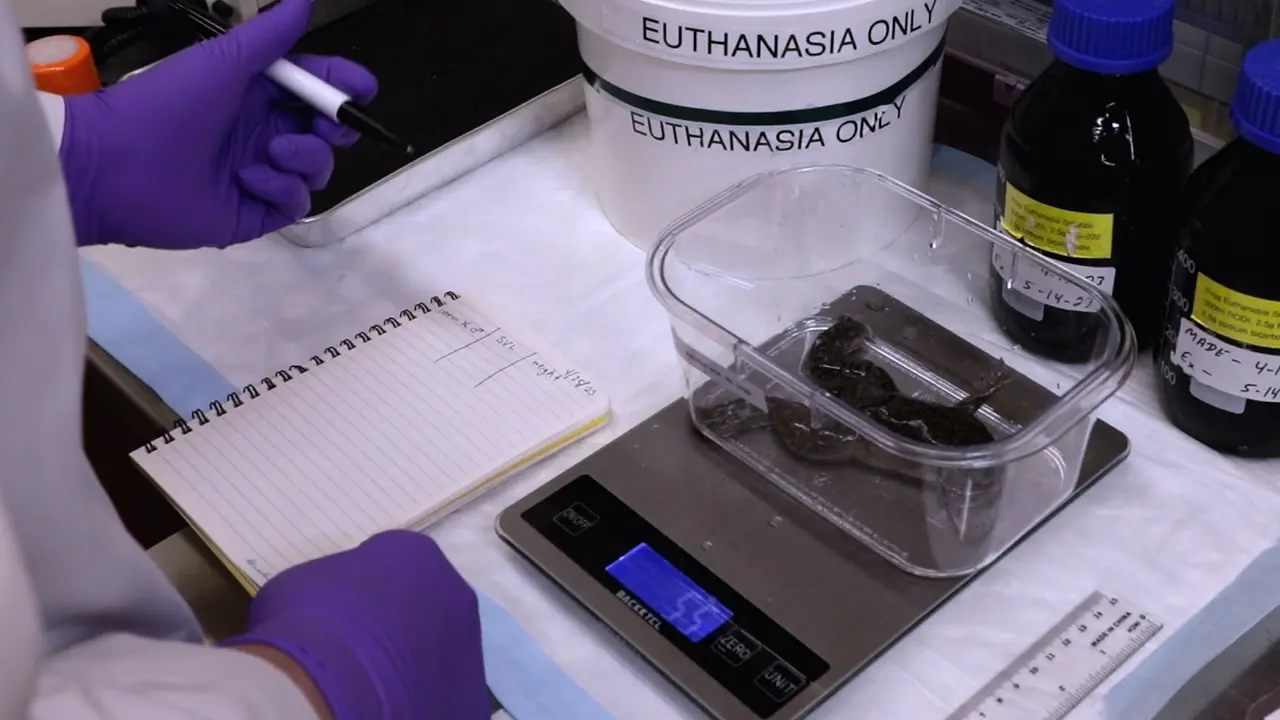 Effective Rapid Blood Perfusion in <em>Xenopus</em>