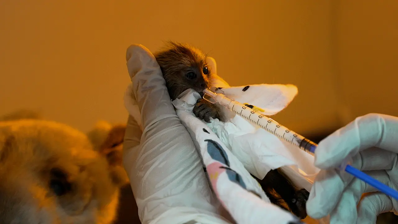 Hand-Rearing Method for Infant Marmosets
