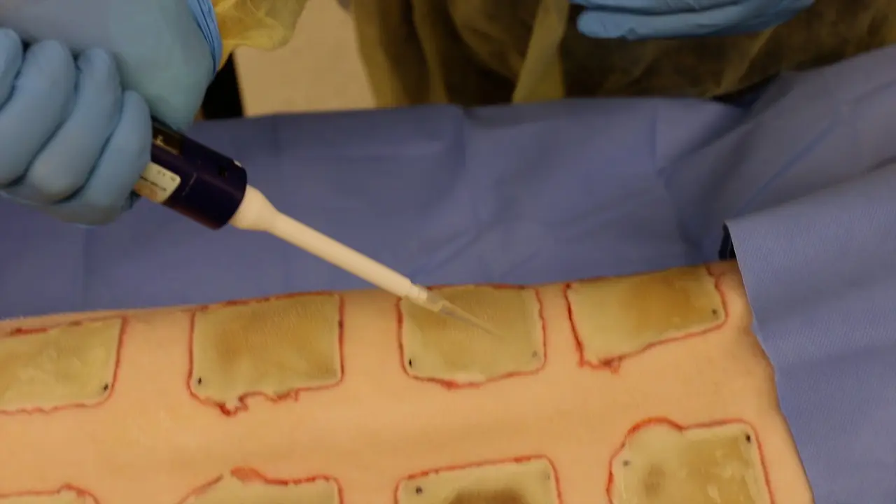 Swine Model of Biofilm Infection and Invisible Wounds