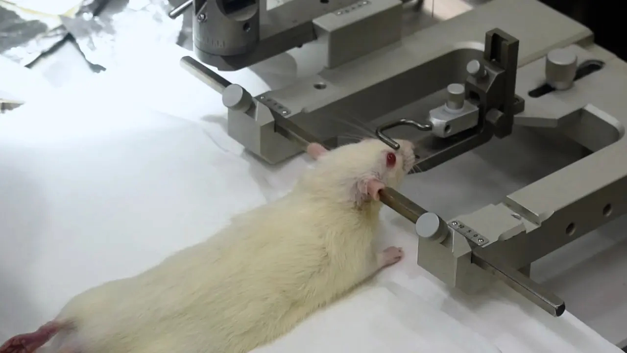 The "Brain Milking" Method for the Isolation of Neural Stem Cells and Oligodendrocyte Progenitor Cells from Live Rats
